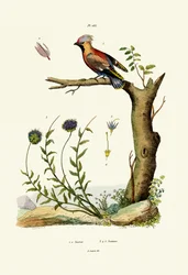 Jemiołuszka Czeska, 1833-39